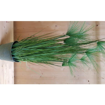 Visuel 1 du produit Graminée Papyrus pot zinc 150 cm
