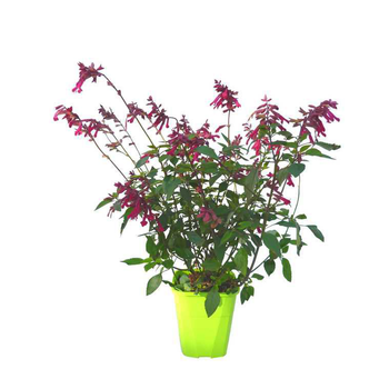 Visuel 1 du produit Sauge love and wish en pot de 4 litres