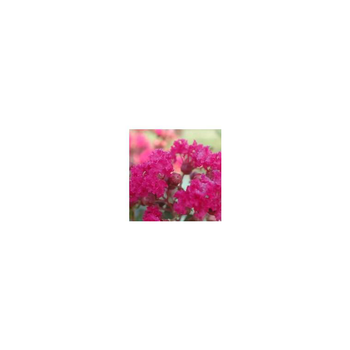 Visuel 1 du produit LAGERSTROEMIA INDICA CHARMS ® FUSCHIA D'ETE ®.Le pot de 3L