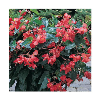 Visuel 1 du produit Begonia Big - Le pot de 13 cm