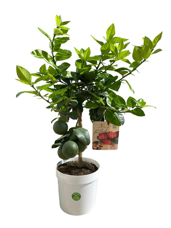 Visuel 1 du produit Oranger Arcobal 1/4 tige coloris orange - 5 L