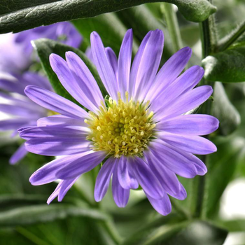 Visuel 1 du produit Aster à fleurs multicolores - Le pot de 0,5 litre