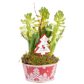 Visuel 1 du produit Composition de Noël 3 jacinthes multicolore pot en zinc