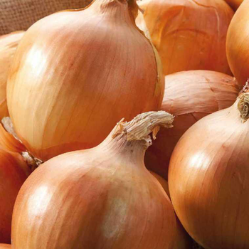 Visuel 1 du produit Oignon Jaune Cenol Bio. La barquette de 12 plants