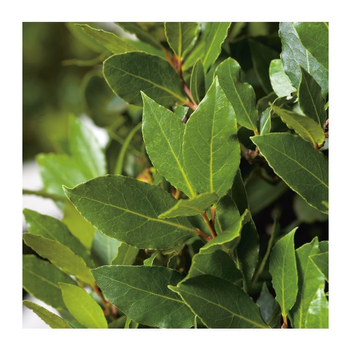 Visuel 1 du produit Laurier Sauce - pot 3 L