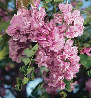 Visuel 1 du produit Robinier faux acacia 'Casque Rouge' botanic® vert. Le pot de 10 litres