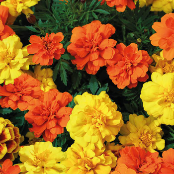 Visuel 1 du produit Œillet d'Inde multicolore. La barquette de 6 plants