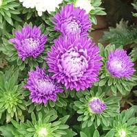 Visuel 1 du produit Reine Marguerite - Le pot de 1 litre