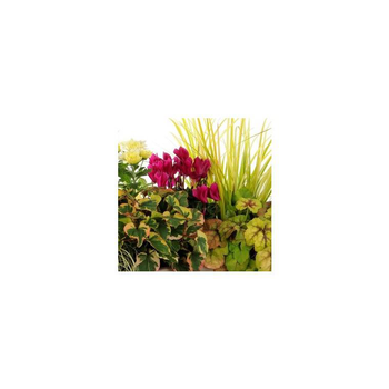 Visuel 1 du produit Mélange automnal - Le pack de 6 plants