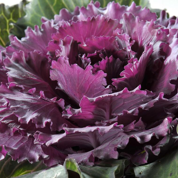 Visuel 1 du produit Chou Decoratif - Le pot de 13 cm