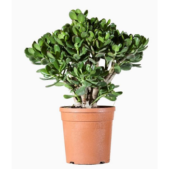 Visuel 1 du produit Crassula - Le pot de 1 litre