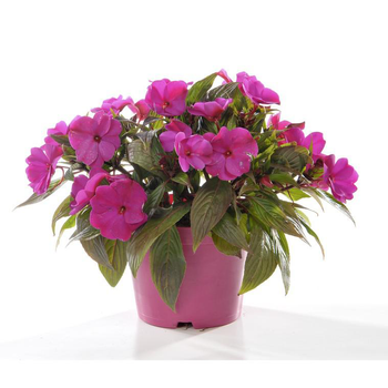 Visuel 1 du produit Impatiens de Nouvelle Guinée. Le pot de 16/21 cm