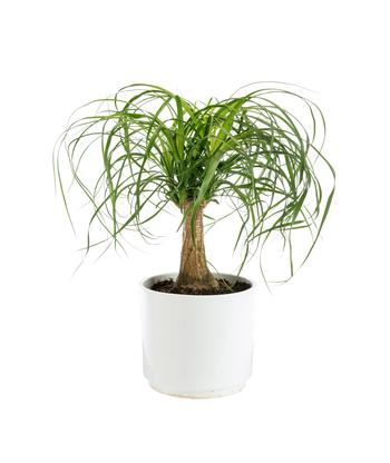 Visuel 1 du produit Beaucarnea recurvata botanic®. Le pot de Ø 21 cm