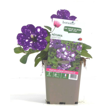 Visuel 1 du produit Pétunia à massifs bleu nuit - Le pot de 9 x 9 cm