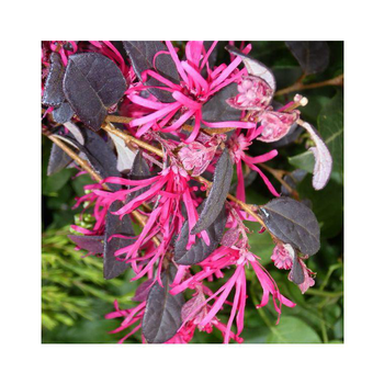 Visuel 1 du produit Loropetalum Chinense Fire Dance rouge en pot
