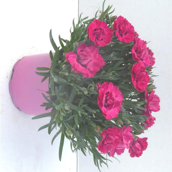 Visuel 1 du produit Oeillet nain multicolore. Le pot de 10,5 cm