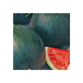 Visuel 1 du produit Pasteque Sugar Baby Bio. La barquette de 3 plants