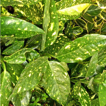 Visuel 1 du produit Aucuba Japonica Crotonifolia jaune 80/100 cm en pot de 15 L