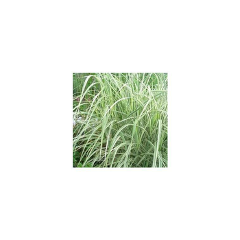 Visuel 1 du produit Miscanthus Sinensis Morning Light - Le pot de 7 litres