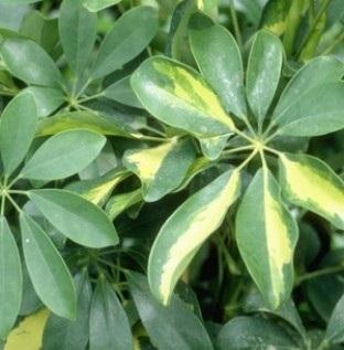 Visuel 1 du produit Schefflera. Le pot de Ø 6 cm