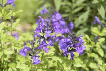 Visuel 1 du produit Sauge arbustive SO COOL PURPLE - Le pot de 2 litres