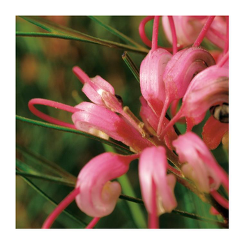 Visuel 1 du produit Grevillier - pot 7 L