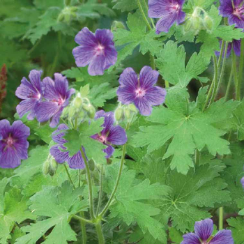 Visuel 1 du produit Geranium Magnificum Bleu - Le pot de 9 x 9 cm