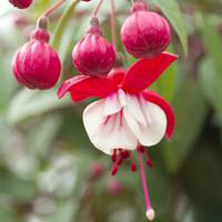 Visuel 1 du produit Fuchsia érigé - Le pot de 6 litres