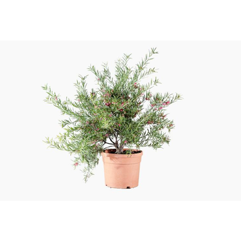 Visuel 1 du produit Grevillea Rosmarinifolia rouge. Le pot de 3 litres