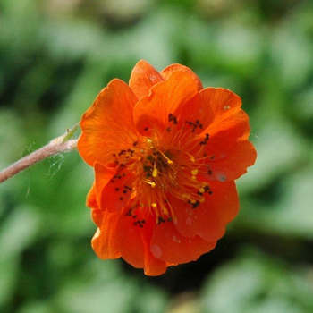 Visuel 1 du produit Benoîte ou Geum à fleurs multicolores - Le pot de 2 litres
