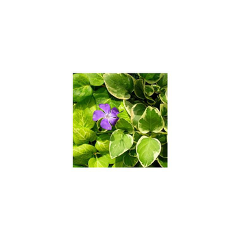 Visuel 1 du produit Grande pervenche - Le pot de 10,5 cm