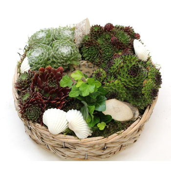 Visuel 1 du produit Coupe de plantes grasses - La composition