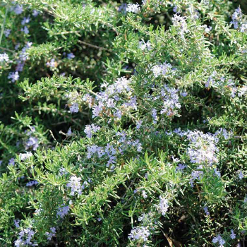 Visuel 1 du produit Romarin Rampant Bio. Le pot de 2,5 litres