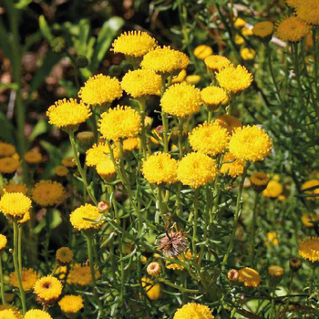 Visuel 1 du produit Santoline - Le pot de 9 x 9 cm