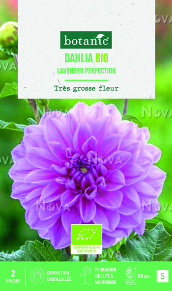 Visuel 1 du produit Bulbes de fleurs Dahlia décoratif Lavender perfection bio botanic® - 2 bulbes