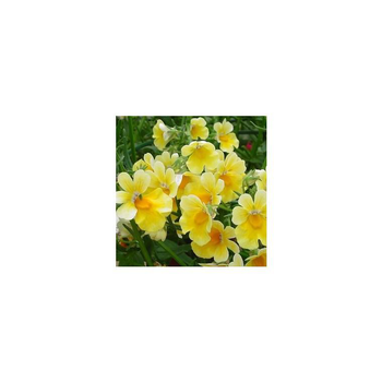 Visuel 1 du produit Némésia Sunsatia - La jardinière de 50 cm