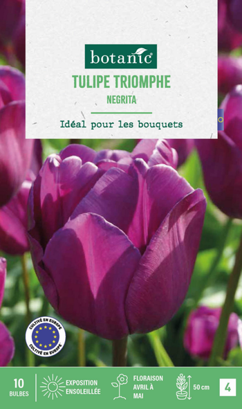 Visuel 1 du produit Tulipe Negrita botanic® - 10 bulbes