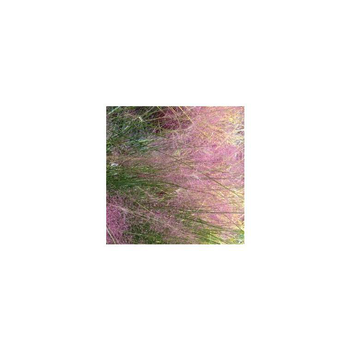 Visuel 1 du produit Eragrostis Spectabilis Purple Love Grass - Le pot de 3 litres