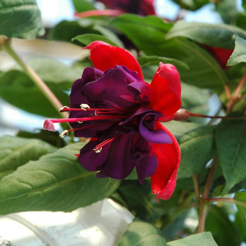 Visuel 1 du produit Fuchsia Colonne - Le pot de 27 cm