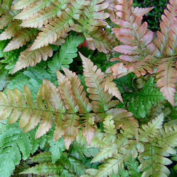 Visuel 1 du produit Fougère Dryopteris Erythrosora - Le pot de 2 litres