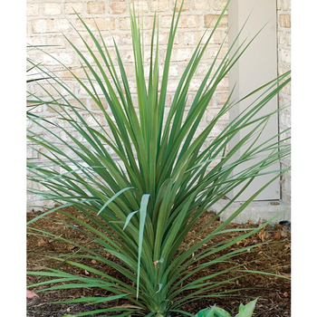 Visuel 1 du produit Cordyline (CORDYLINE INDIVISA) Le pot de 10 litres (touffe)