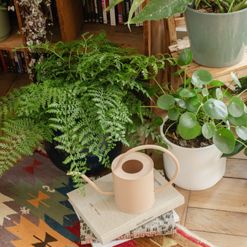 Visuel 2 du produit Fougère Nephrolepis Boston en pot Ø 17 cm - H 50 cm