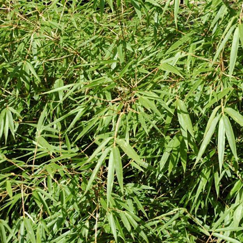 Visuel 1 du produit Plante bambou Fargesia Formidable coloris vert