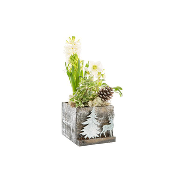 Visuel 1 du produit Jacinthe Hellebore Hedera Carre Foret Bois Argent