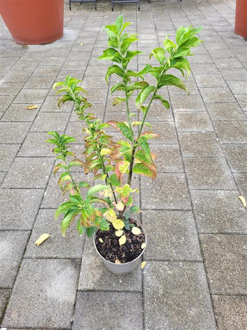 Visuel 1 du produit Euonymus europaeus coloris rouge – 3 L