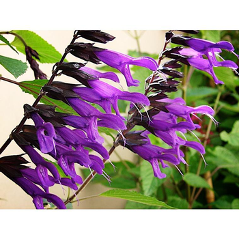 Visuel 1 du produit Salvia Amistad ou Sauge en pot de 4 L