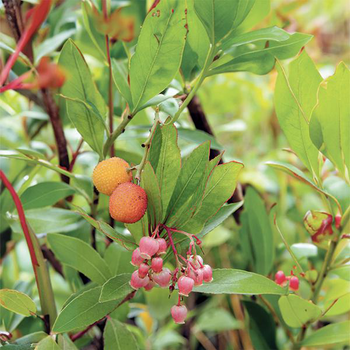 Visuel 1 du produit Arbutus unedo perle rose. Le pot de 7 litres