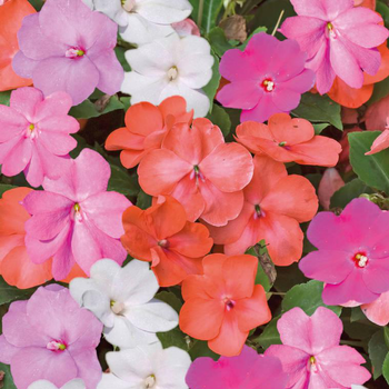 Visuel 1 du produit Impatiens a massifs - La barquette de 4 plants