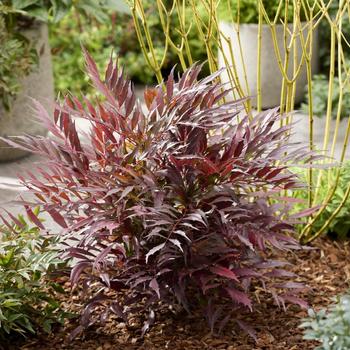 Visuel 1 du produit Mahonia eurybracteata Meteor. Le pot de 3,5 litres, forme globe