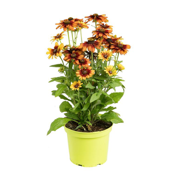 Visuel 1 du produit Rudbeckia Vivace - Le pot de 3 litres